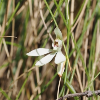 Caladenia carnea (Pink Fingers) at Cotter River, ACT - 29 Nov 2022 by RAllen