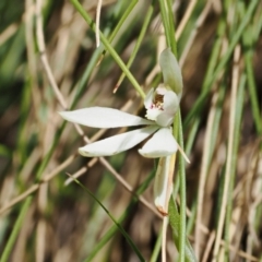 Caladenia carnea at Cotter River, ACT - 29 Nov 2022