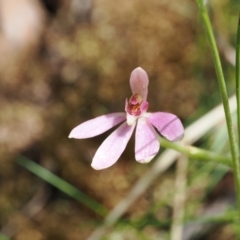Caladenia carnea (Pink Fingers) at Cotter River, ACT - 29 Nov 2022 by RAllen