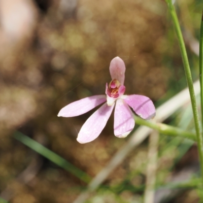 Caladenia carnea (Pink Fingers) at Cotter River, ACT - 28 Nov 2022 by RAllen