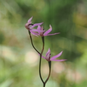 Caladenia congesta at Cotter River, ACT - suppressed