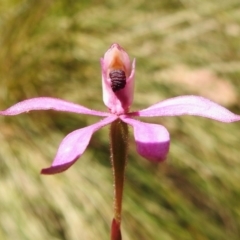 Caladenia congesta (Pink Caps) at Cotter River, ACT - 29 Nov 2022 by JohnBundock