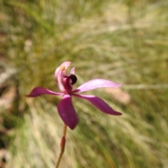 Caladenia congesta at Cotter River, ACT - suppressed