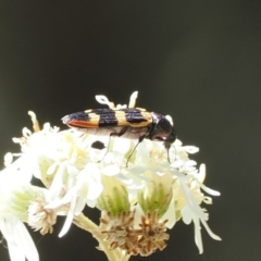 Castiarina interstitialis (A jewel beetle) at Cotter River, ACT - 29 Nov 2022 by RAllen