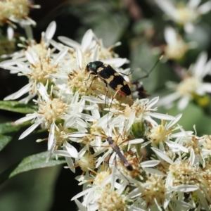 Castiarina interstitialis at Cotter River, ACT - 29 Nov 2022