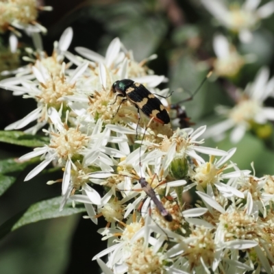 Castiarina interstitialis (A jewel beetle) at Cotter River, ACT - 29 Nov 2022 by RAllen