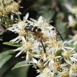 Castiarina interstitialis at Cotter River, ACT - 29 Nov 2022