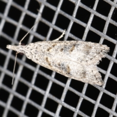 Carposina (genus) (A Fruitworm moth) at O'Connor, ACT - 28 Nov 2022 by ibaird