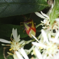 Stauralia sp. (genus) at Cotter River, ACT - 29 Nov 2022