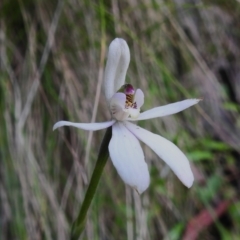 Caladenia carnea (Pink Fingers) at Cotter River, ACT - 29 Nov 2022 by JohnBundock