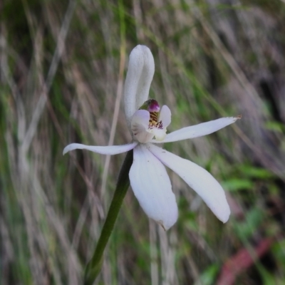 Caladenia carnea (Pink Fingers) at Cotter River, ACT - 29 Nov 2022 by JohnBundock