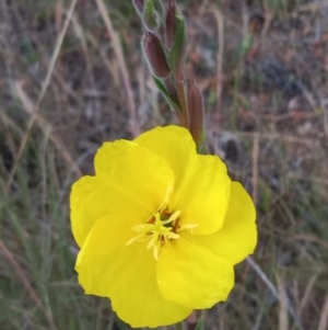 Oenothera stricta subsp. stricta at Conder, ACT - 29 Nov 2022