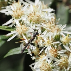 Enchoptera apicalis (Longhorn beetle) at Cotter River, ACT - 29 Nov 2022 by RAllen