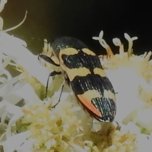 Castiarina interstitialis at Cotter River, ACT - 29 Nov 2022