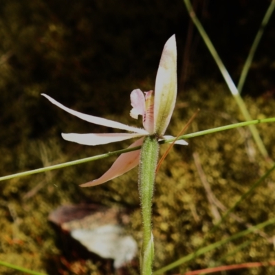 Caladenia carnea (Pink Fingers) at Cotter River, ACT - 28 Nov 2022 by JohnBundock