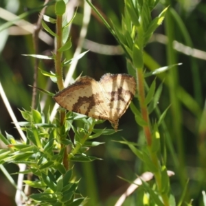 Chrysolarentia insulsata at Cotter River, ACT - 29 Nov 2022