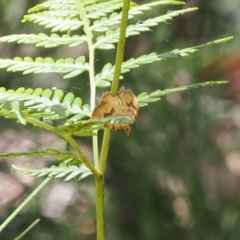 Chrysolarentia insulsata at Cotter River, ACT - 29 Nov 2022