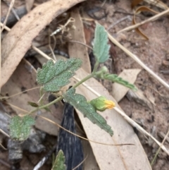 Sida corrugata (Corrugated Sida, Variable Sida) at Fentons Creek, VIC - 16 Jan 2023 by KL