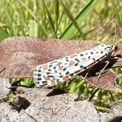 Utetheisa lotrix at Namadgi National Park - 29 Nov 2022 by Pirom