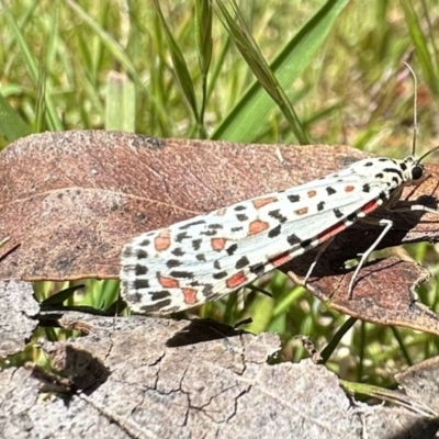 Utetheisa lotrix at Namadgi National Park - 29 Nov 2022 by Pirom