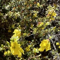 Hibbertia stricta (A Guinea-flower) at Cotter River, ACT - 29 Nov 2022 by Pirom