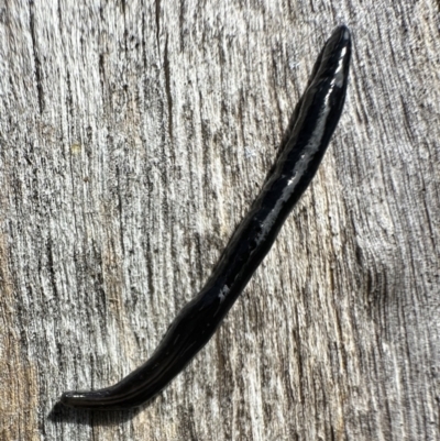 Parakontikia ventrolineata (Stripe-bellied flatworm) at Cotter River, ACT - 29 Nov 2022 by Pirom