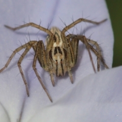 Oxyopes sp. (genus) at Melba, ACT - 20 Sep 2022 02:44 PM