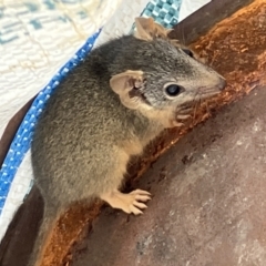 Antechinus flavipes (Yellow-footed Antechinus) at Fentons Creek, VIC - 22 Nov 2022 by KL