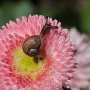 Cornu aspersum at Melba, ACT - 16 Oct 2022