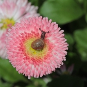 Cornu aspersum at Melba, ACT - 16 Oct 2022