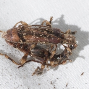 Tessaromma undatum at Higgins, ACT - 2 Oct 2022 01:59 PM