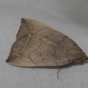 Simplicia armatalis at Higgins, ACT - 13 Nov 2022 12:44 PM