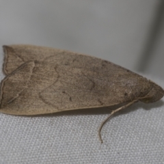 Simplicia armatalis at Higgins, ACT - 13 Nov 2022