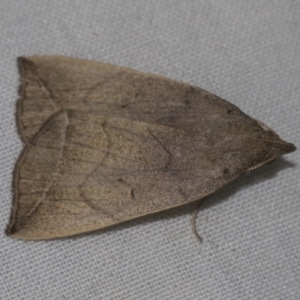 Simplicia armatalis at Higgins, ACT - 13 Nov 2022