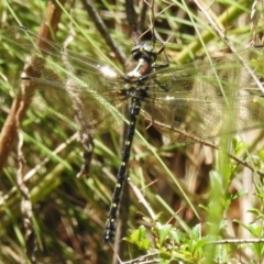 Eusynthemis guttata (Southern Tigertail) at Cotter River, ACT - 29 Nov 2022 by JohnBundock