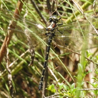 Eusynthemis guttata (Southern Tigertail) at Cotter River, ACT - 29 Nov 2022 by JohnBundock