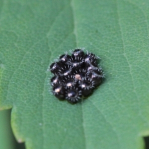 Pentatomidae (family) at Melba, ACT - 9 Nov 2022 06:00 PM