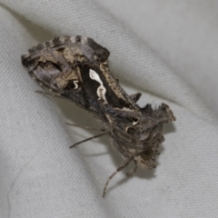 Chrysodeixis argentifera (Tobacco Looper) at Higgins, ACT - 14 Nov 2022 by AlisonMilton