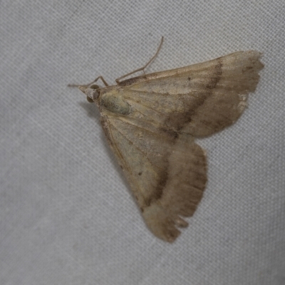 Anachloris subochraria (Golden Grass Carpet) at Higgins, ACT - 13 Nov 2022 by AlisonMilton