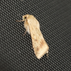 Helicoverpa (genus) at Higgins, ACT - 12 Nov 2022