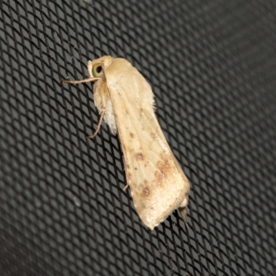 Helicoverpa (genus) (A bollworm) at Higgins, ACT - 12 Nov 2022 by AlisonMilton