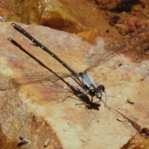 Austroargiolestes calcaris at Cotter River, ACT - 29 Nov 2022 12:27 PM