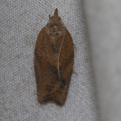 Epiphyas postvittana (Light Brown Apple Moth) at Higgins, ACT - 13 Nov 2022 by AlisonMilton