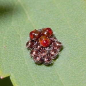 Pentatomidae (family) at Melba, ACT - 29 Nov 2022