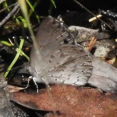 Erina hyacinthina (Varied Dusky-blue) at Cotter River, ACT - 29 Nov 2022 by JohnBundock