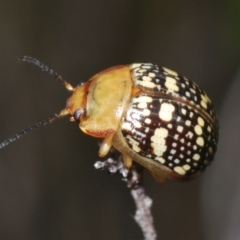 Paropsis pictipennis (Tea-tree button beetle) at Paddys River, ACT - 24 Nov 2022 by Harrisi