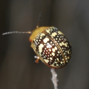 Paropsis pictipennis at Paddys River, ACT - 24 Nov 2022