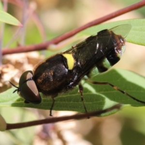 Odontomyia hunteri at Melba, ACT - 18 Nov 2022