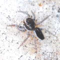 Maratus proszynskii (Peacock spider) at Tidbinbilla Nature Reserve - 24 Nov 2022 by Harrisi