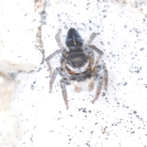 Maratus proszynskii at Tidbinbilla Nature Reserve - 24 Nov 2022 03:28 PM